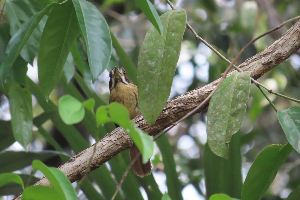 White-whiskered Puffbird - David Brinkman