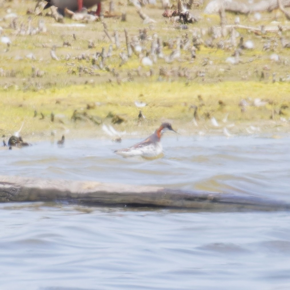 Red-necked Phalarope - James David Saul