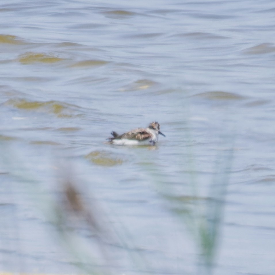 Red-necked Phalarope - James David Saul