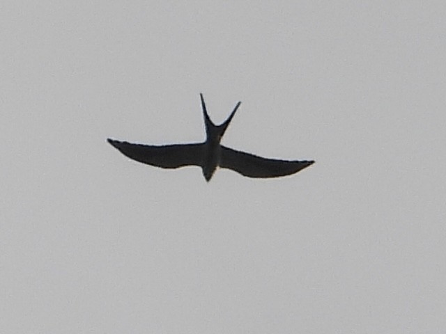 Swallow-tailed Kite - Becky Amedee