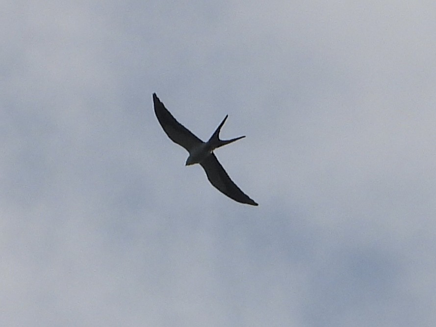 Swallow-tailed Kite - Becky Amedee