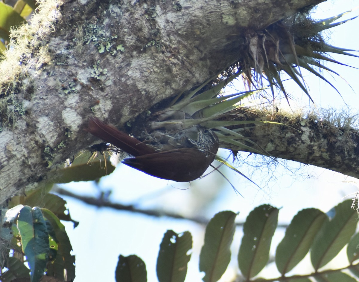 Montane Woodcreeper - Pam García 𝔗𝔦𝔯𝔞𝔫𝔬𝔰 𝔘𝔯𝔟𝔞𝔫𝔬𝔰