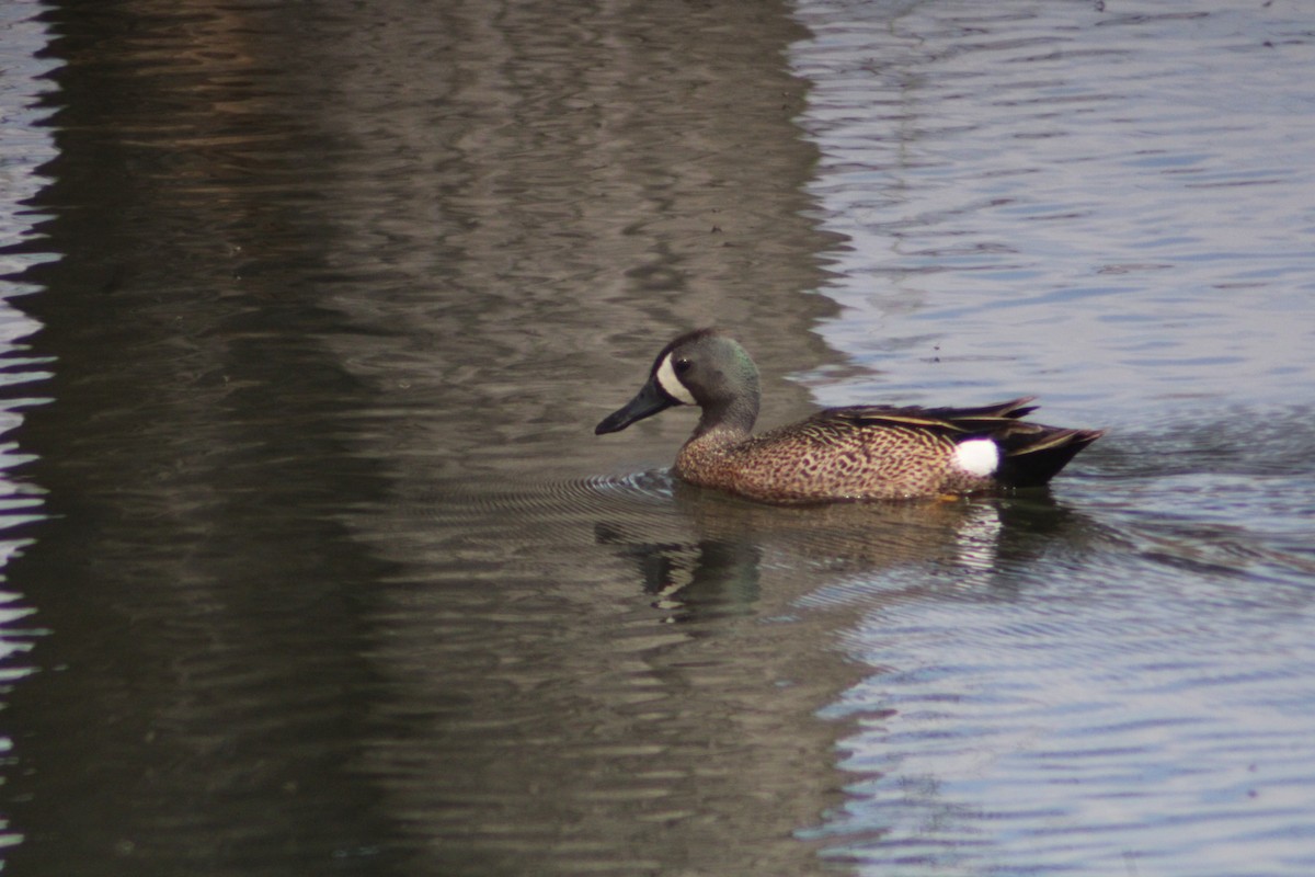 Blue-winged Teal - Andrew Schmalfuss