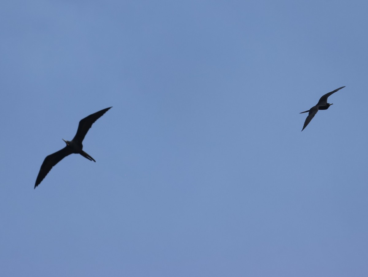 Magnificent Frigatebird - Pam Rasmussen