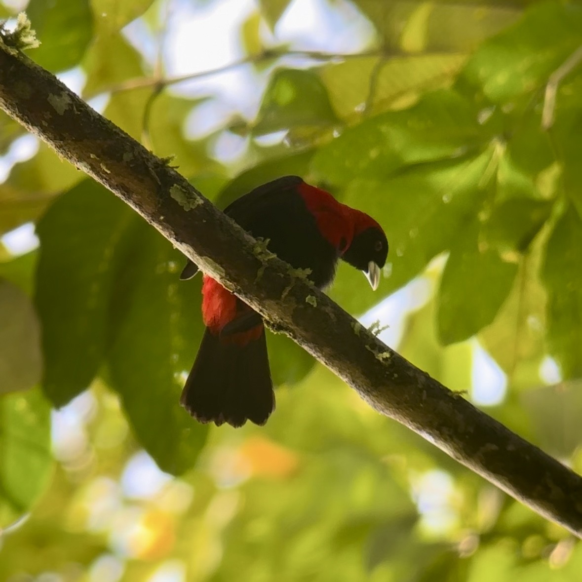 Crimson-collared Tanager - Luis Enrique Fernández Sánchez