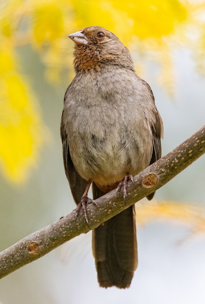 California Towhee - Timothy Aarons