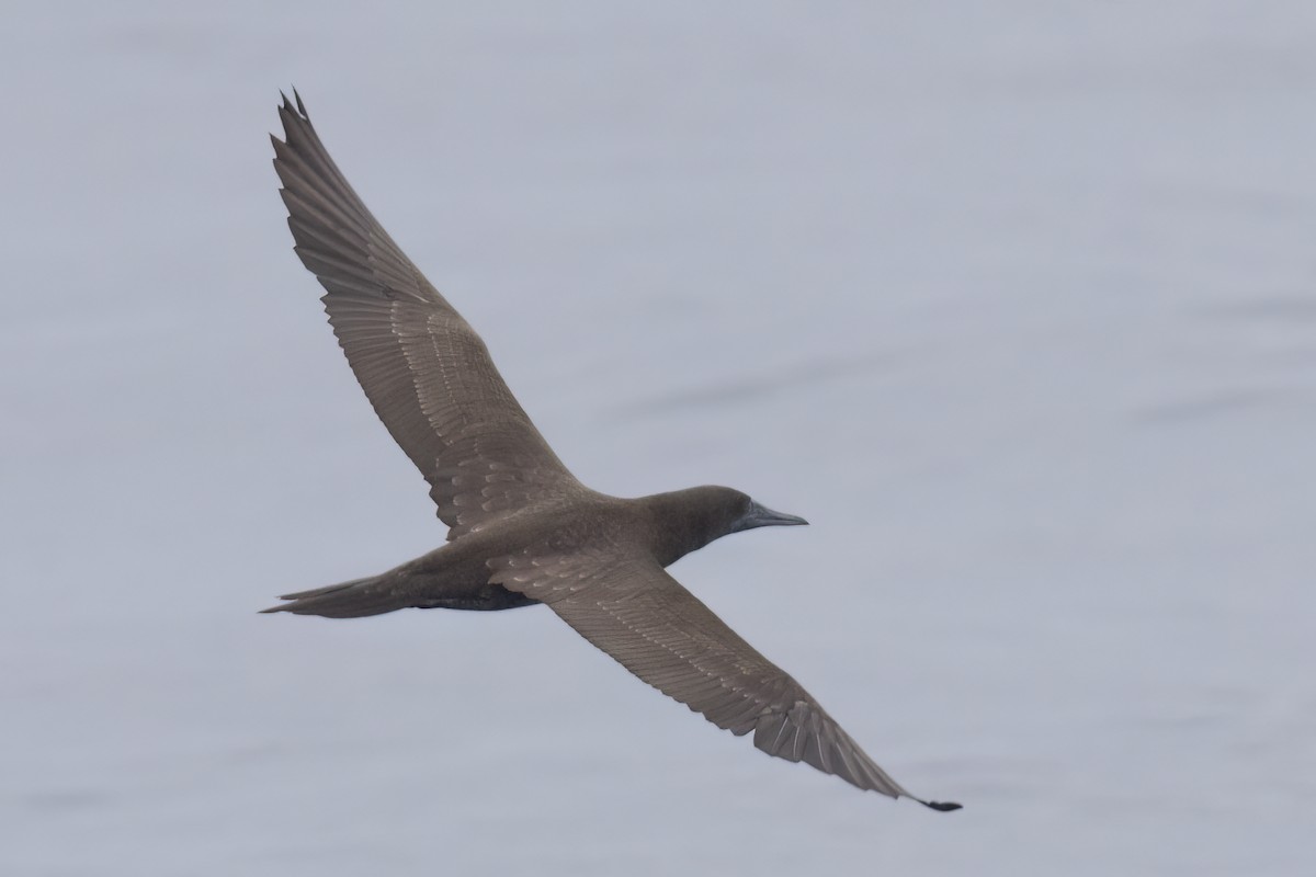 Brown Booby - Ted Keyel