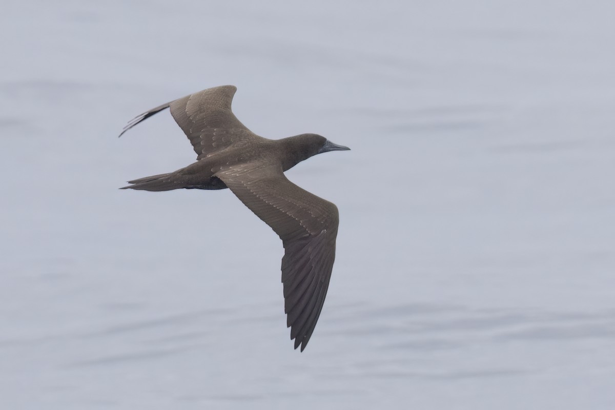 Brown Booby - Ted Keyel