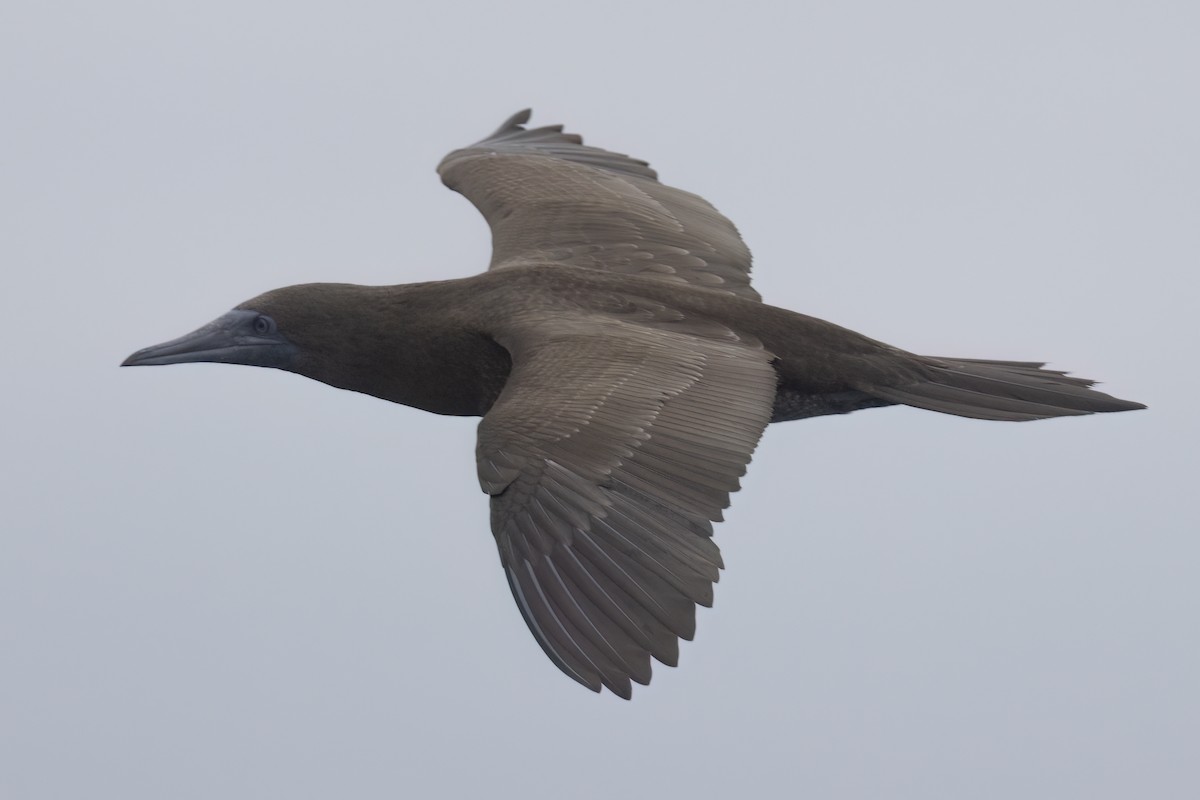 Brown Booby - Ted Keyel