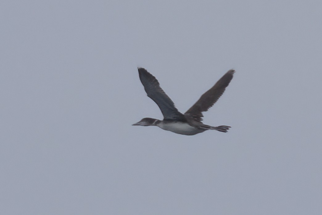 Common Loon - Ted Keyel