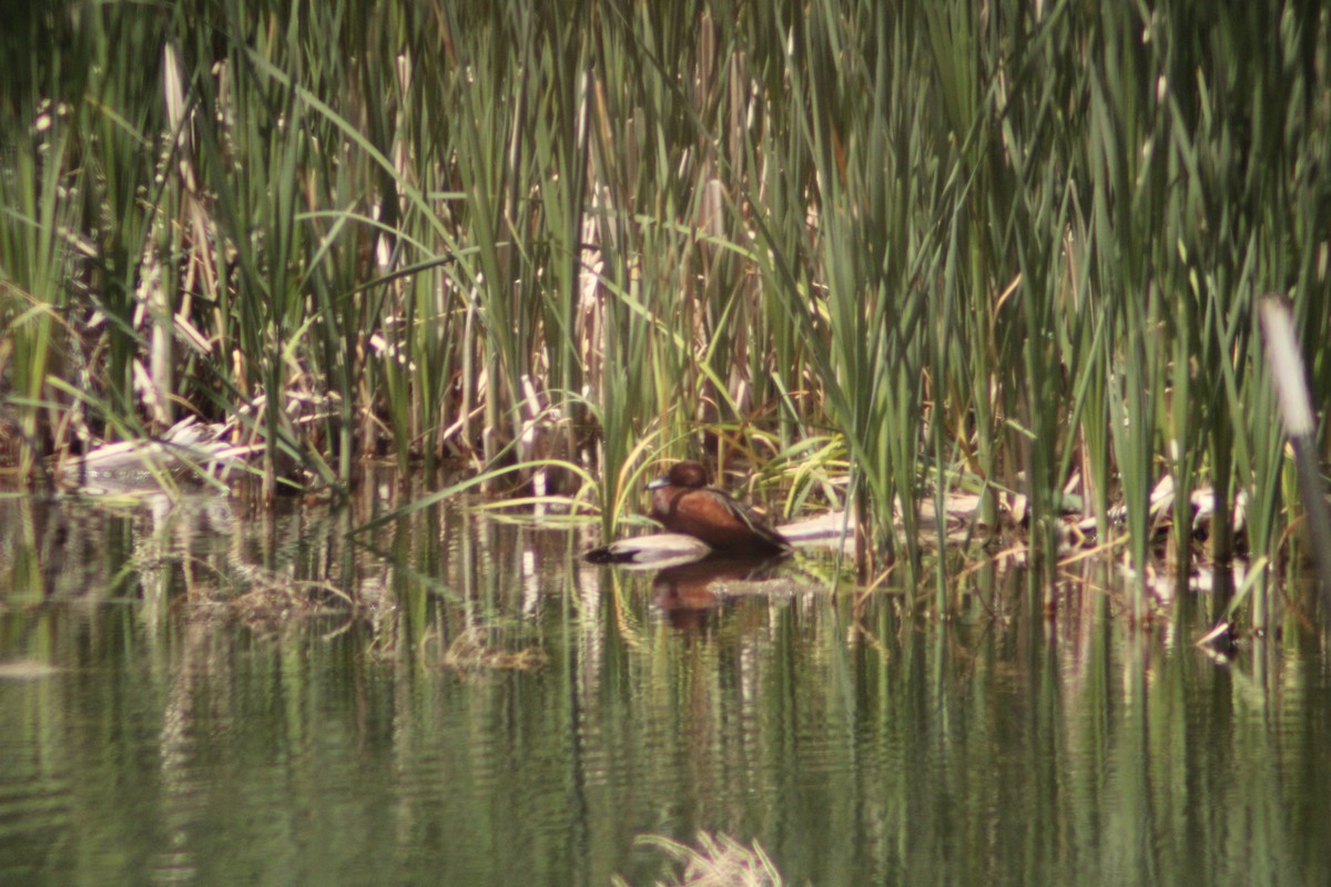 Cinnamon Teal - Andrew Schmalfuss