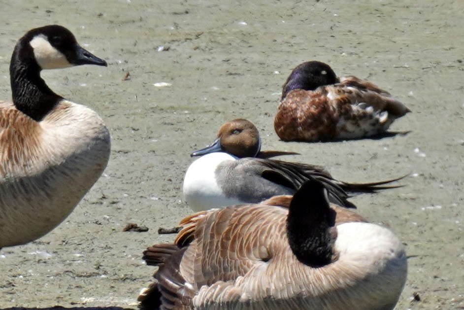 Northern Pintail - Susan Iannucci