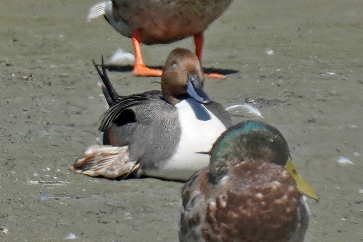 Northern Pintail - ML619599584