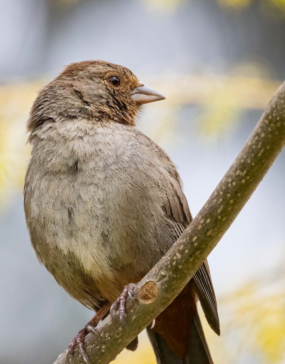 California Towhee - Timothy Aarons