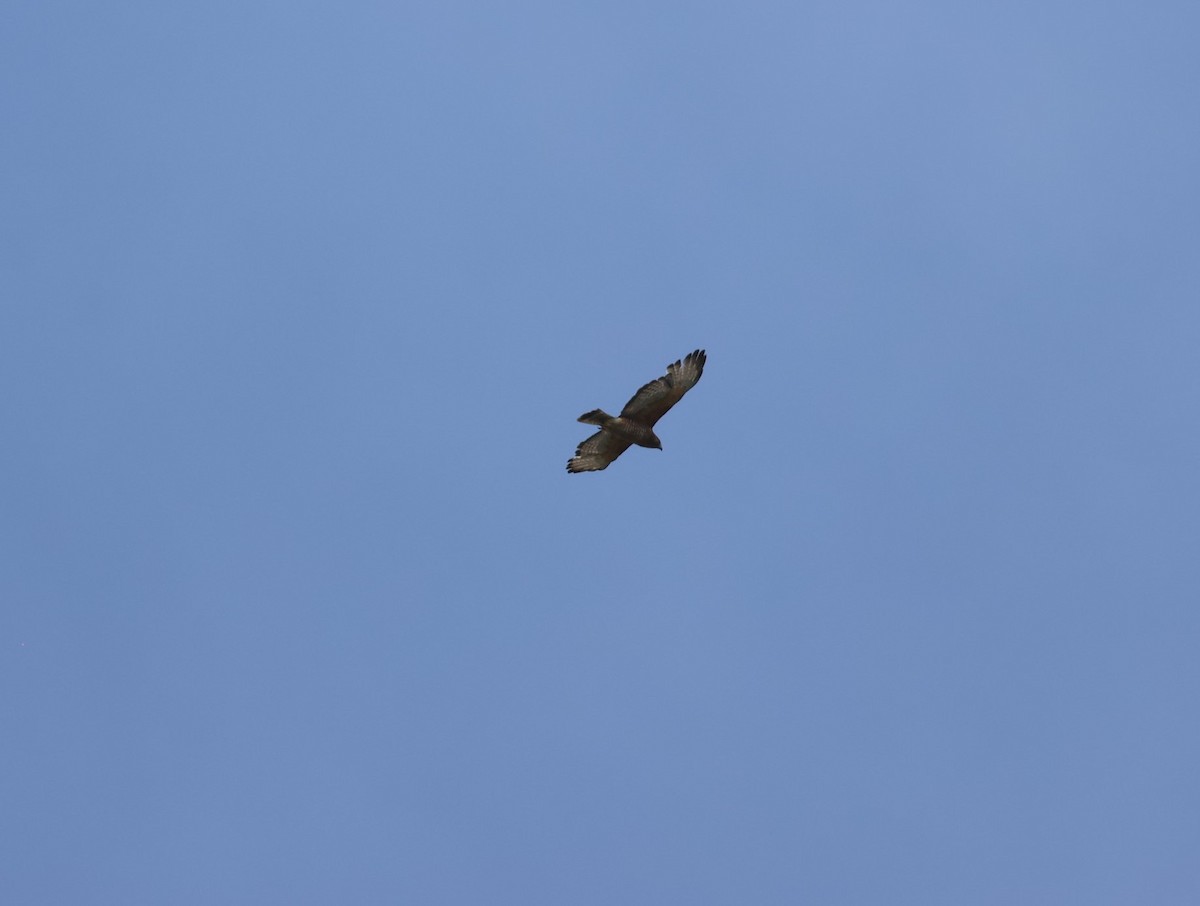 Broad-winged Hawk - Pam Rasmussen