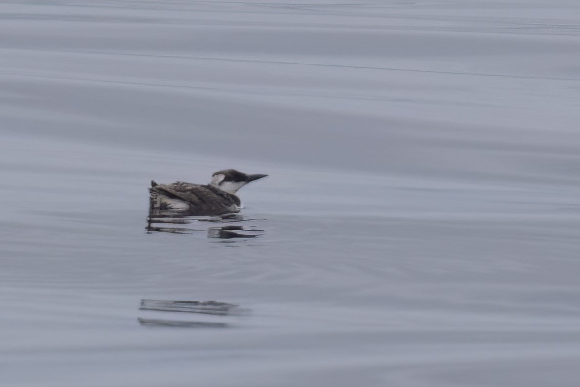 Common Murre - Ted Keyel