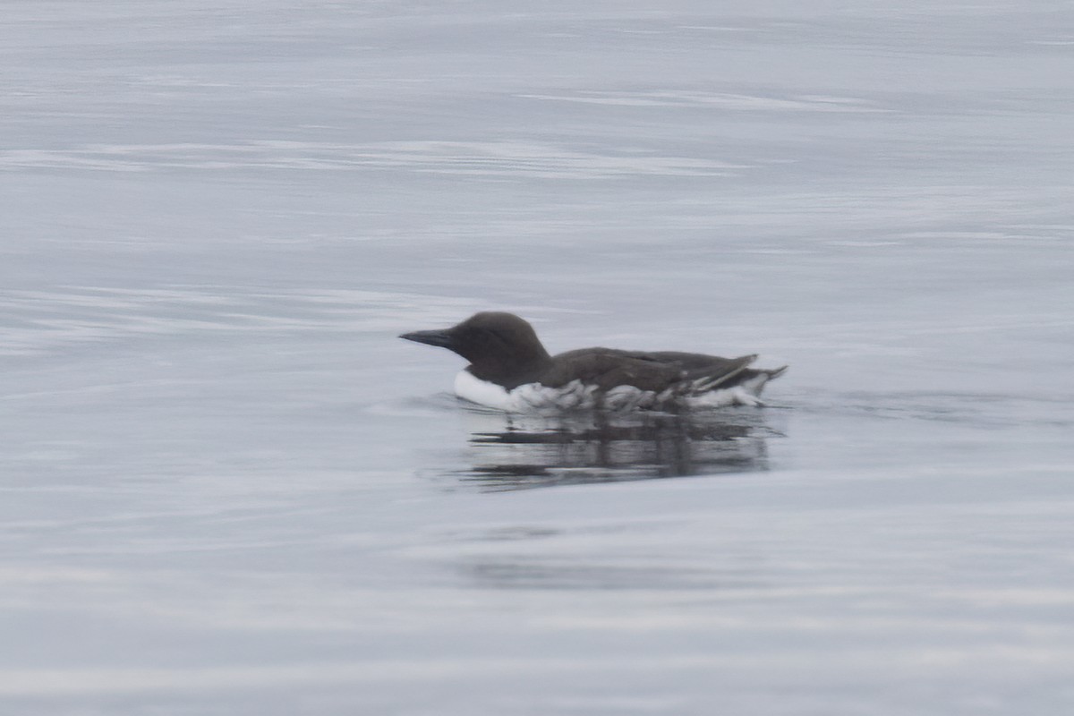 Common Murre - Ted Keyel