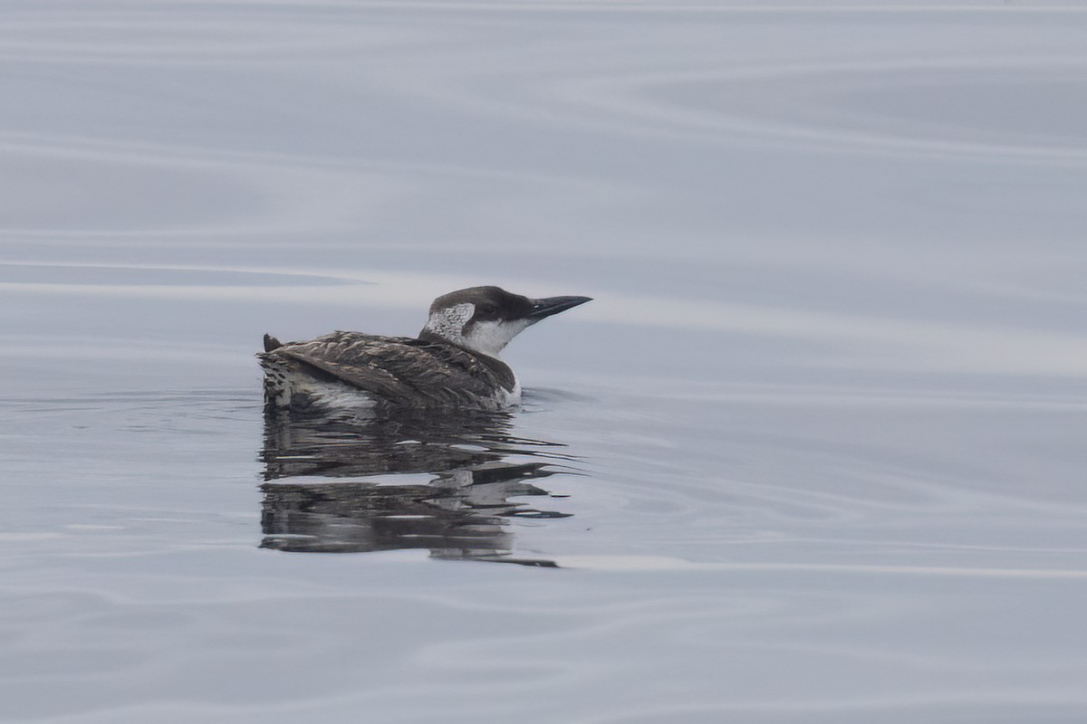 Common Murre - Ted Keyel