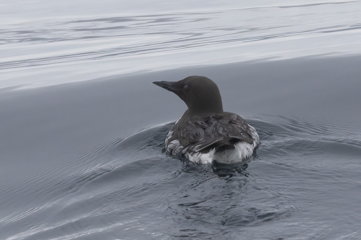 Common Murre - Ted Keyel