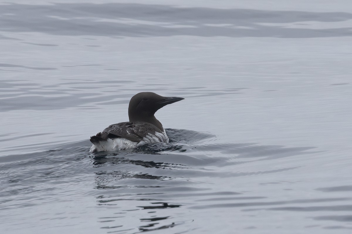 Common Murre - Ted Keyel