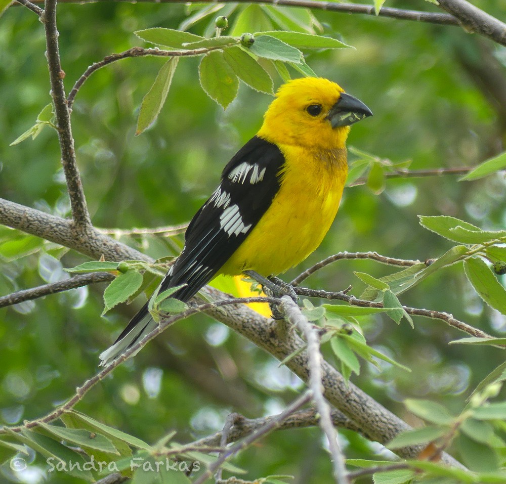 Golden Grosbeak - Sandra Farkas