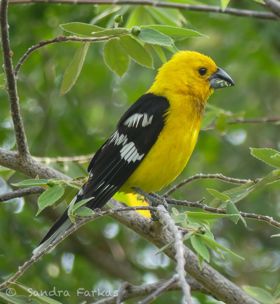 Golden Grosbeak - Sandra Farkas