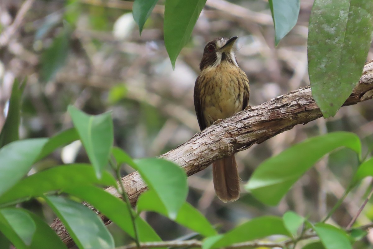 White-whiskered Puffbird - David Brinkman