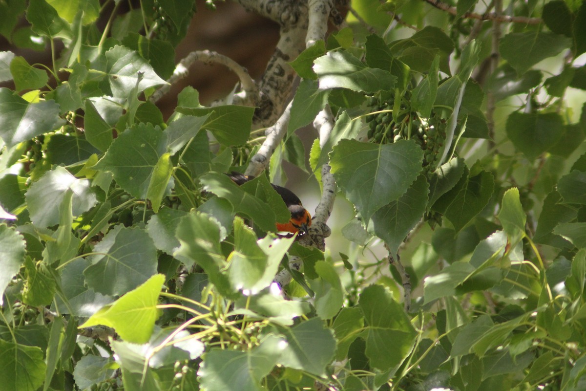 Bullock's Oriole - Andrew Schmalfuss