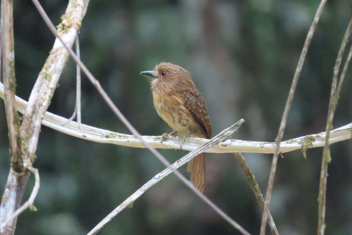 White-whiskered Puffbird - ML619599610