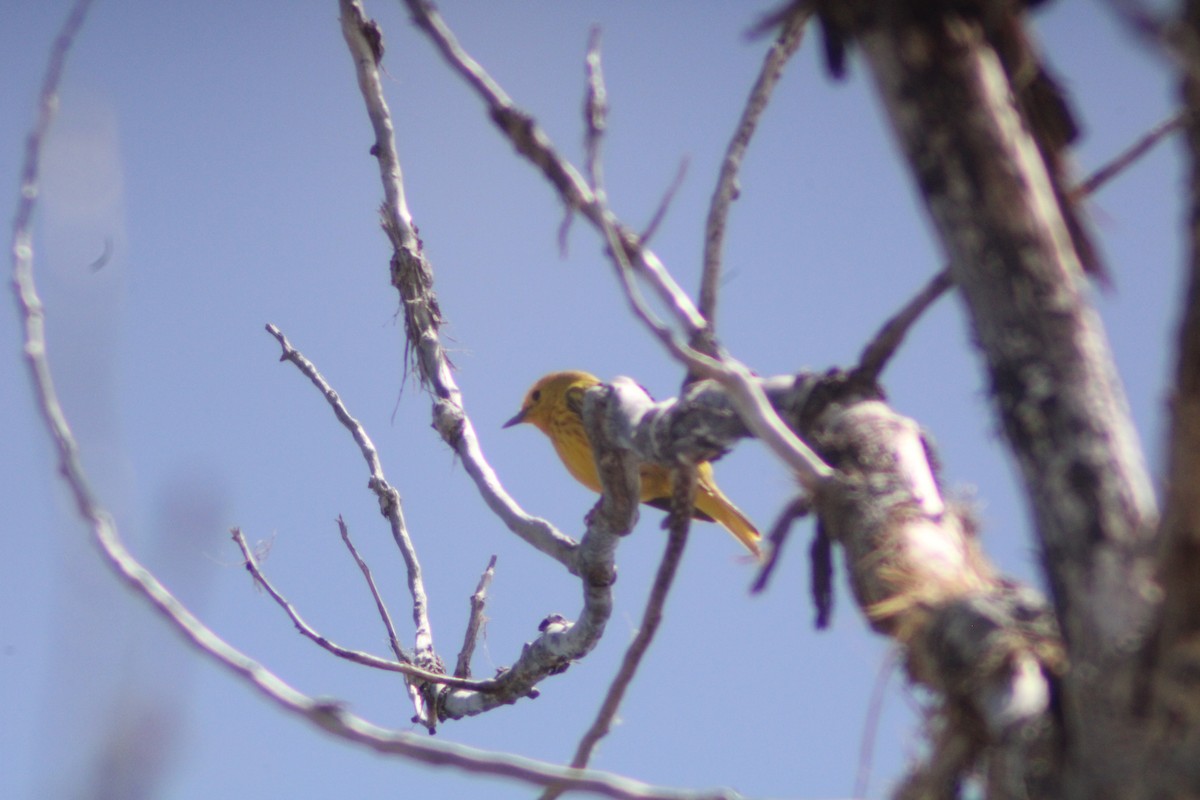 Yellow Warbler - Andrew Schmalfuss