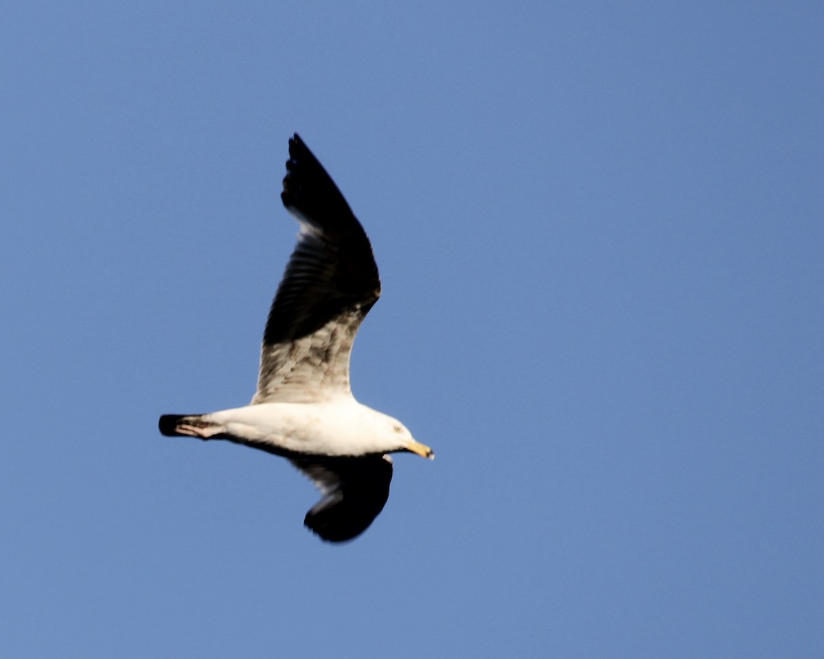 Herring Gull - Toni Van Wesep