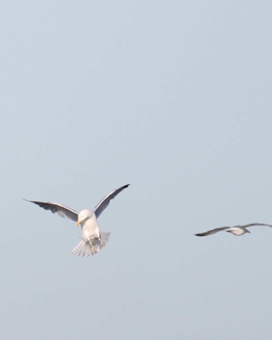 Herring Gull - Toni Van Wesep