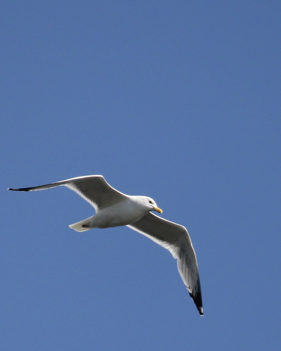 Herring Gull - Toni Van Wesep