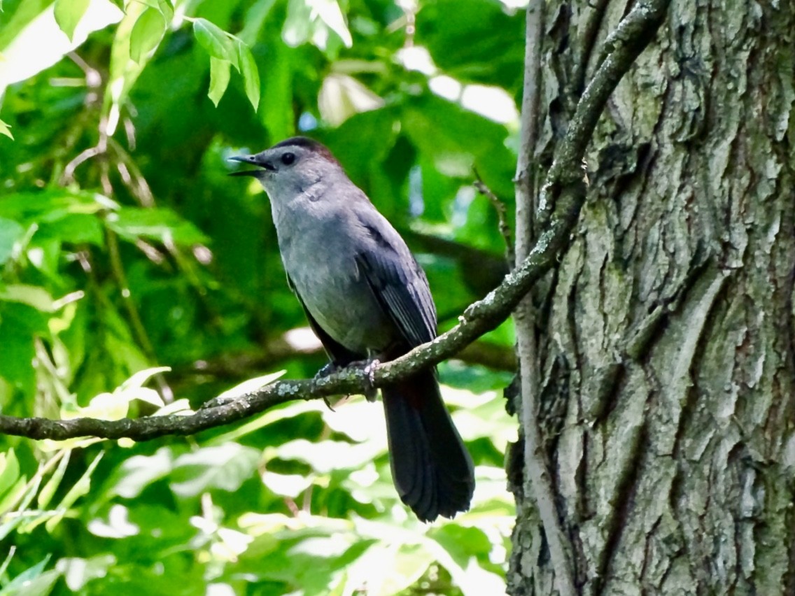 Gray Catbird - Janet Wooten