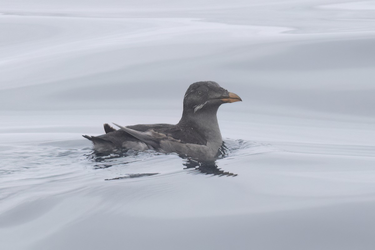 Rhinoceros Auklet - Ted Keyel