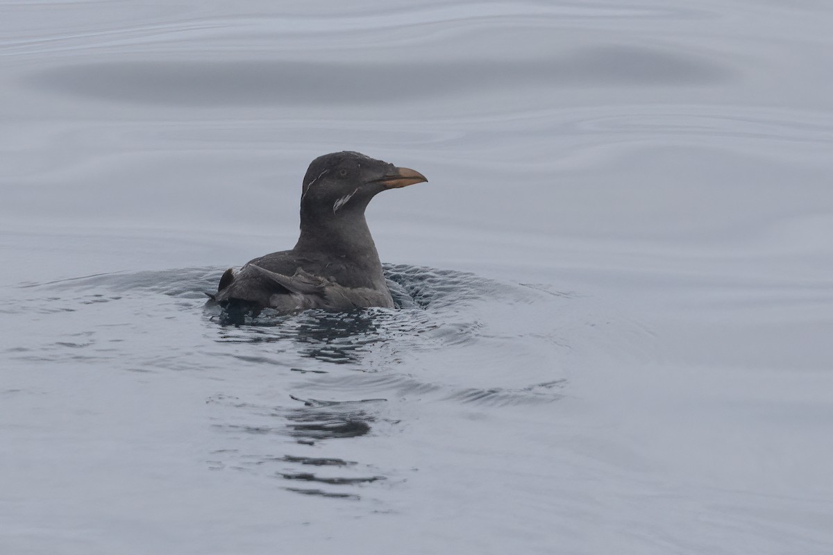 Rhinoceros Auklet - ML619599622