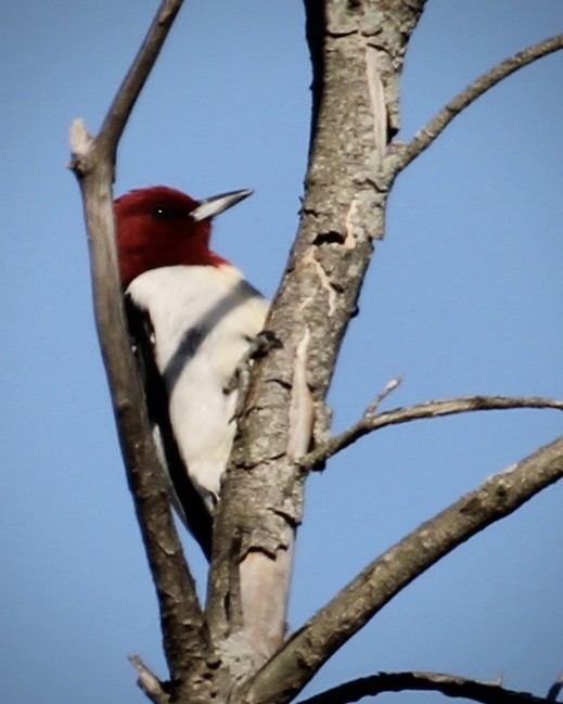 Pic à tête rouge - ML619599627