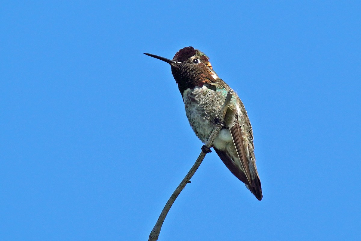 Anna's Hummingbird - Susan Iannucci