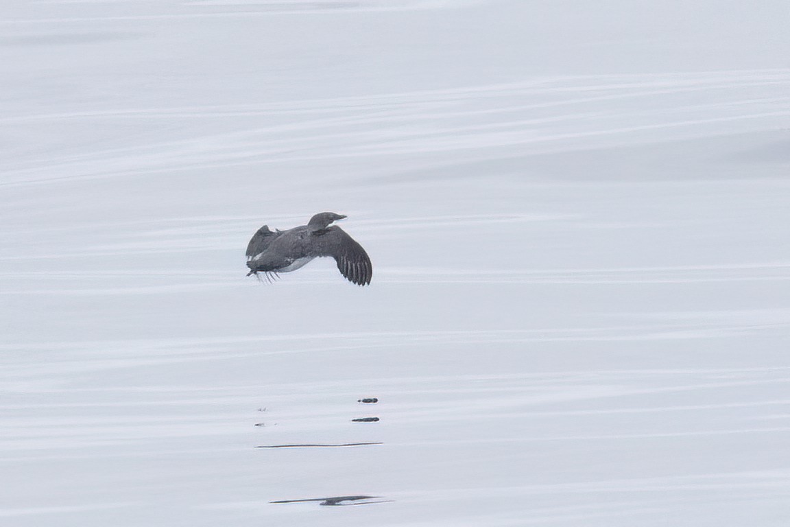 Scripps's Murrelet - ML619599631