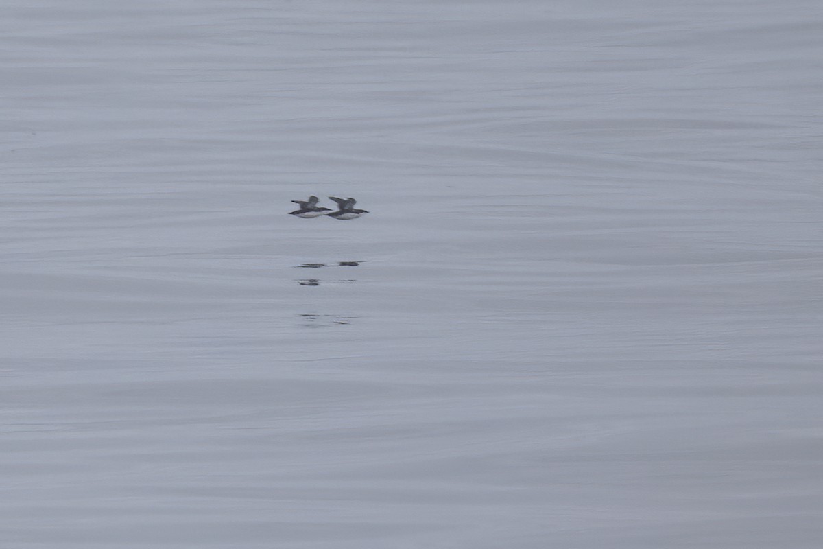 Scripps's Murrelet - Ted Keyel