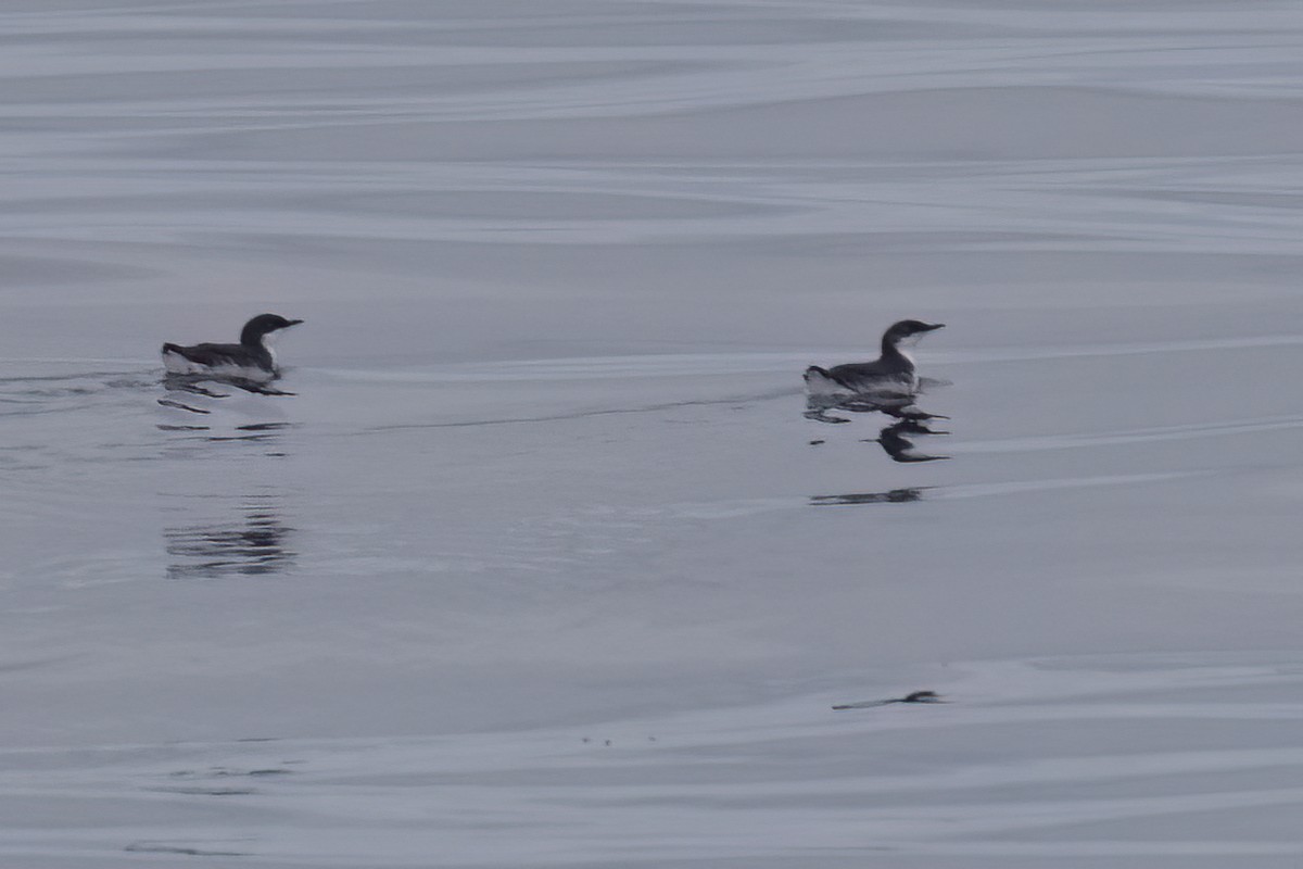 Scripps's Murrelet - ML619599636