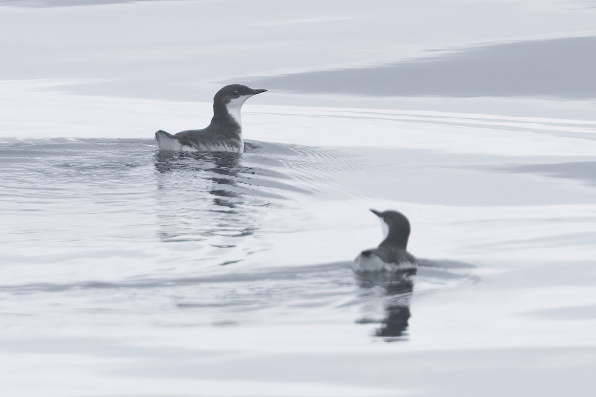 Scripps's Murrelet - Ted Keyel