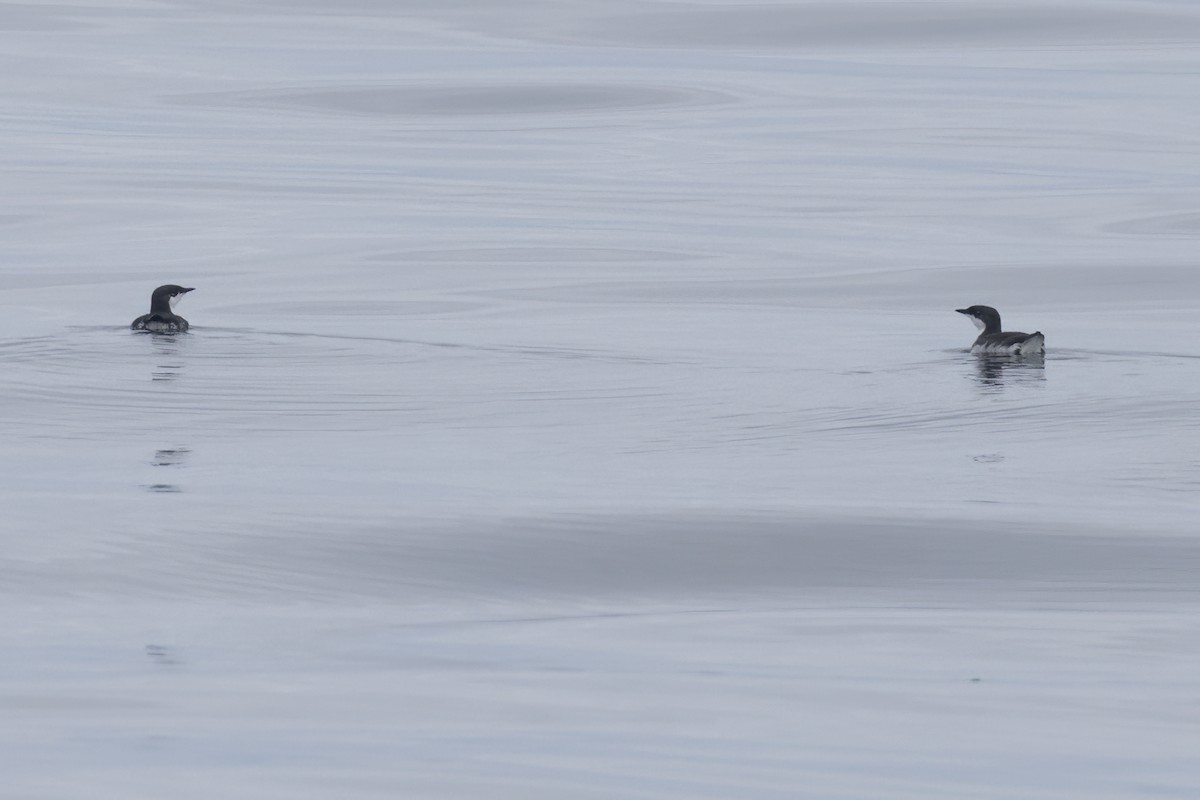 Scripps's Murrelet - Ted Keyel