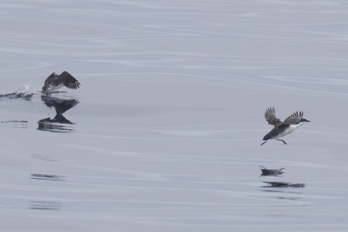 Scripps's Murrelet - Ted Keyel