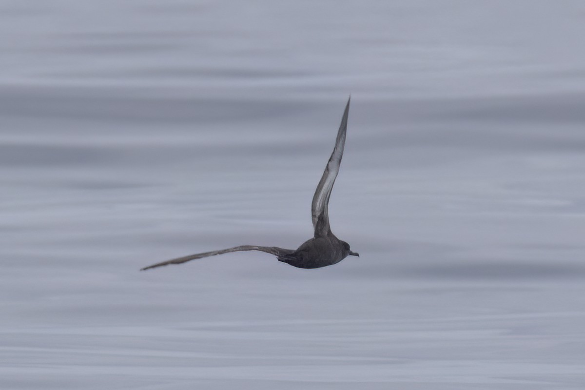 Sooty Shearwater - Ted Keyel