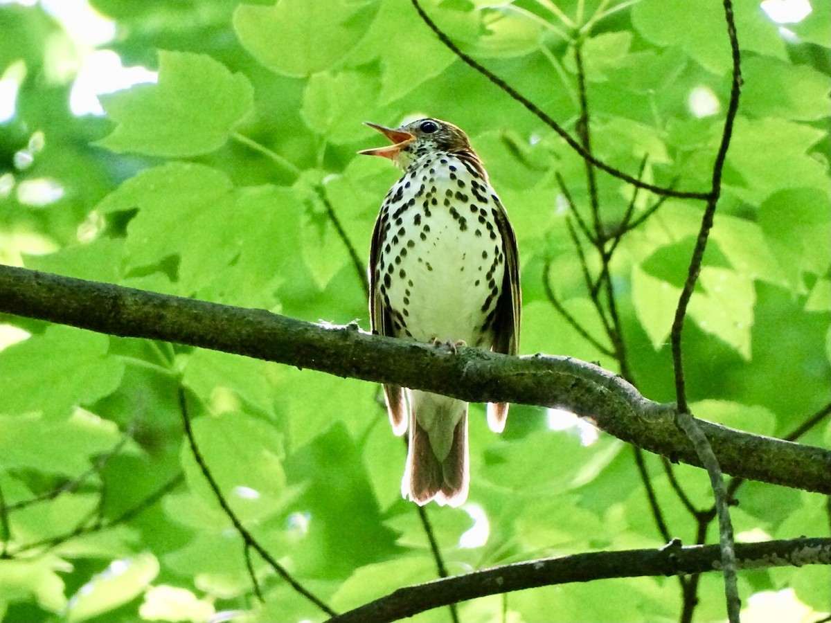 Wood Thrush - Janet Wooten