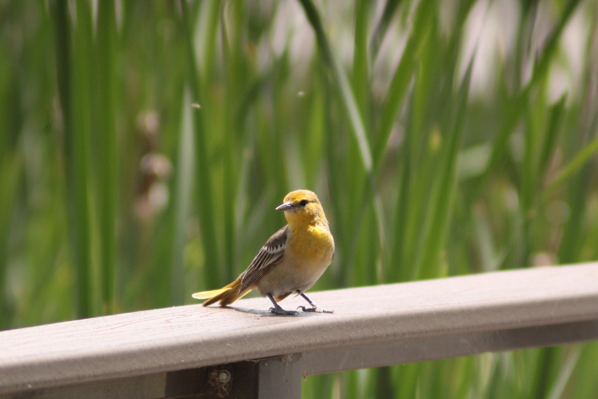 Bullock's Oriole - Andrew Schmalfuss