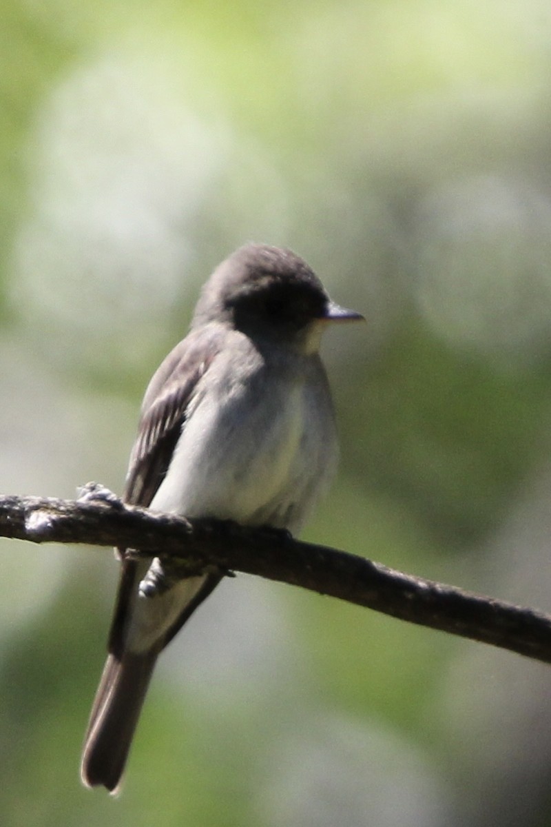 Eastern Wood-Pewee - Toni Van Wesep