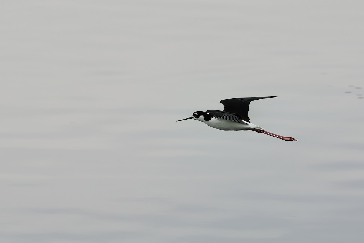 Black-necked Stilt - ML619599668