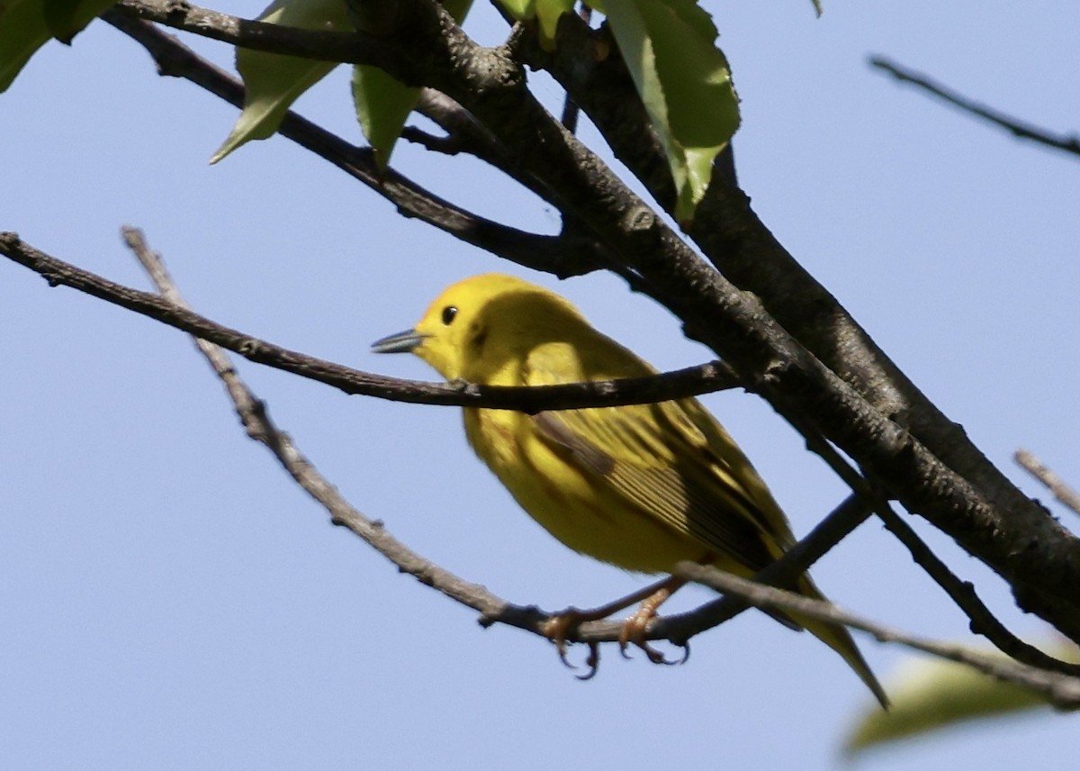 Yellow Warbler - Lisa Goodwin